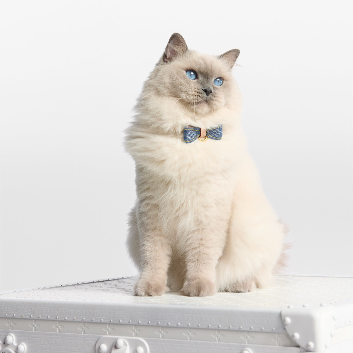 Cat Collar